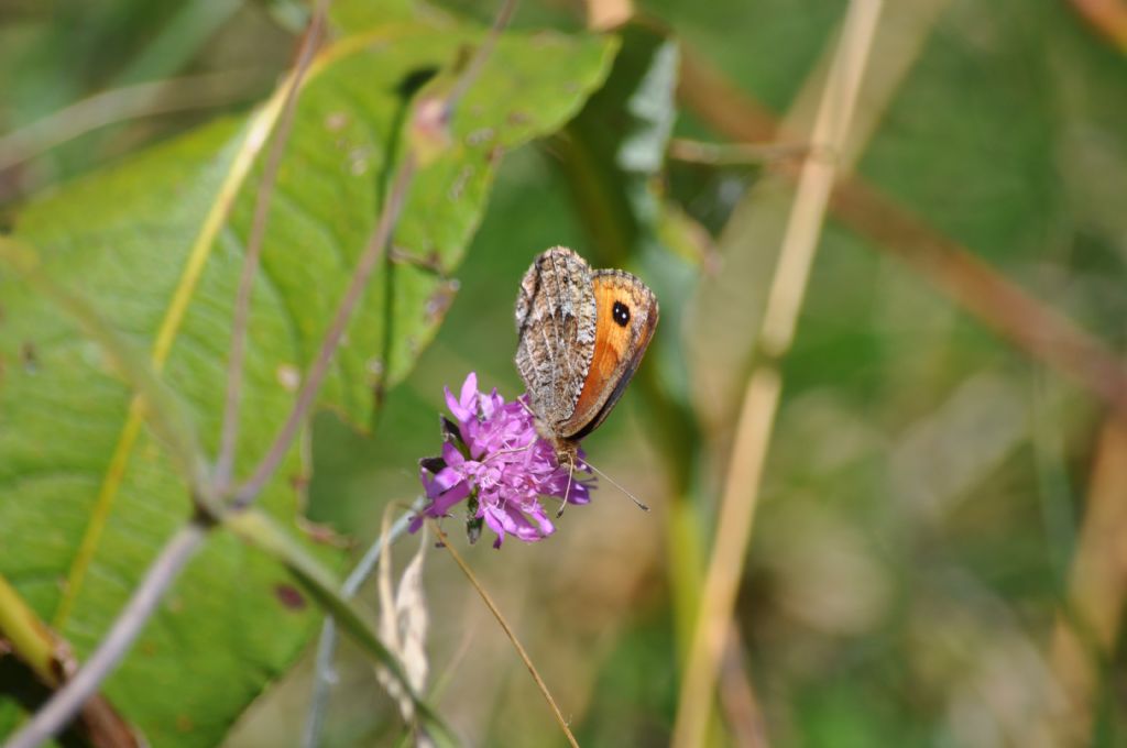 Erebia montana (Nymphalidae Satyrinae)