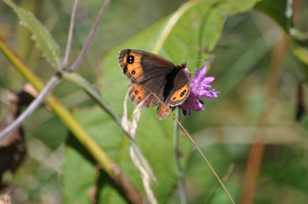 Erebia montana (Nymphalidae Satyrinae)