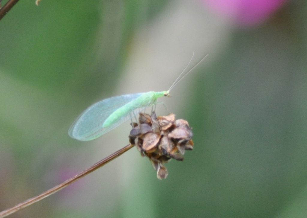 Chrysoperla?  No, fam. Chrysopidae...