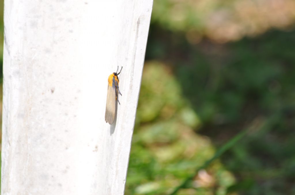 Falena da Id: Lithosia quadra - Erebidae