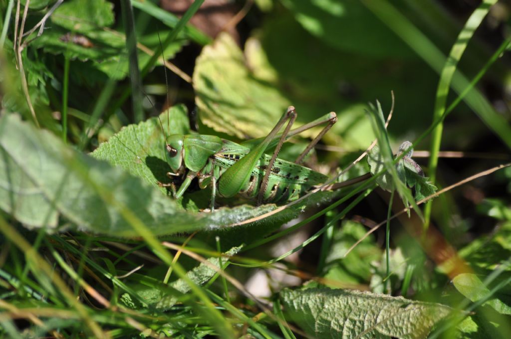 Decticus verrucivorus, femmina