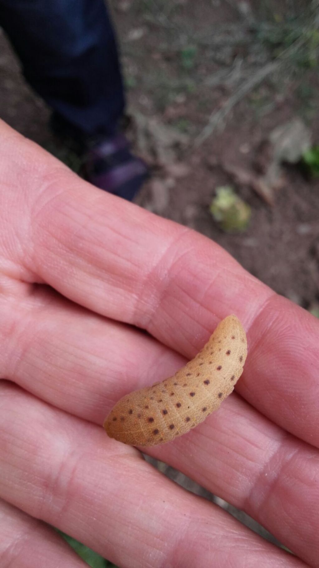Bruco di Iphiclides podalirius (Papilionidae)