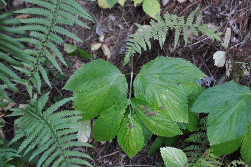 Pianta erbacea da Id