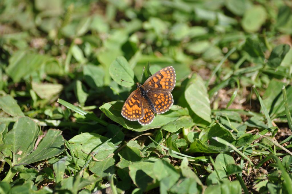 Melitaea nevadensis (Nymphalidae)