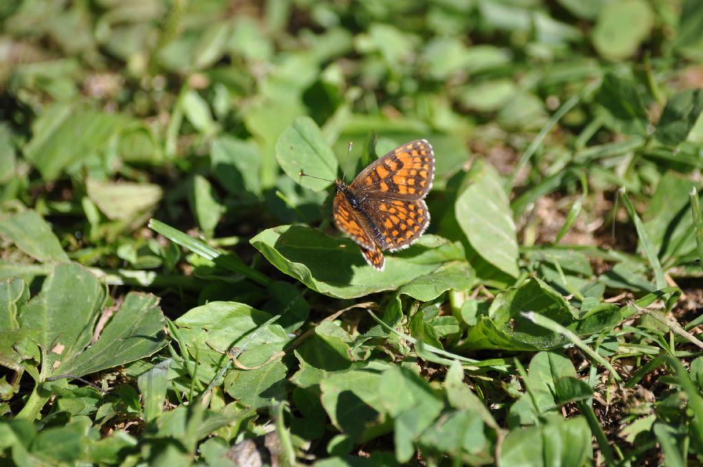 Melitaea nevadensis (Nymphalidae)