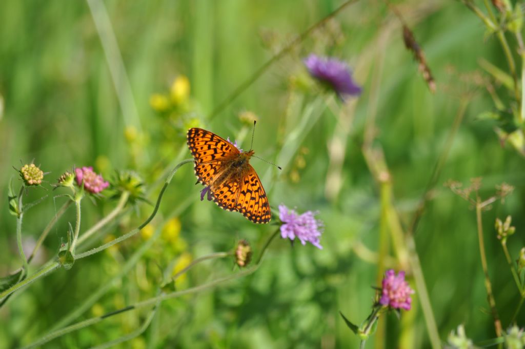 Boloria titania (Nymphalidae)