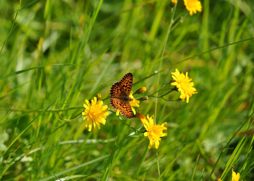 Boloria titania (Nymphalidae)