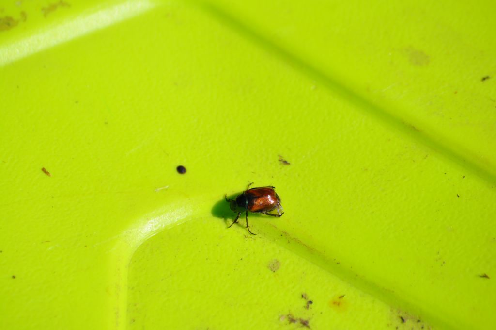 Rutelidae: Phyllopertha horticola