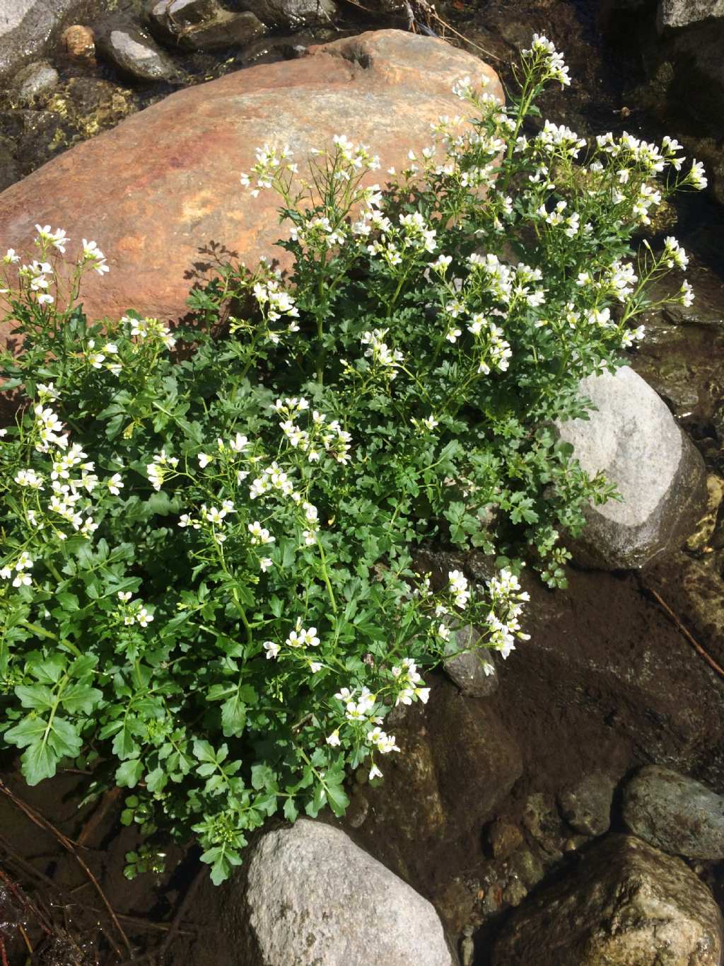 Pianta acquatica : Cardamine amara (Brassicaceae)