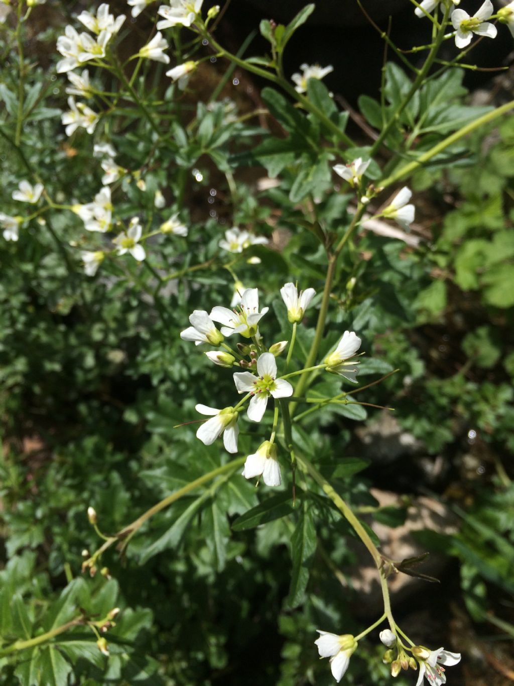 Pianta acquatica : Cardamine amara (Brassicaceae)