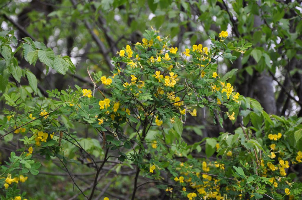 Quale arbusto? -  Emerus major (Fabaceae)