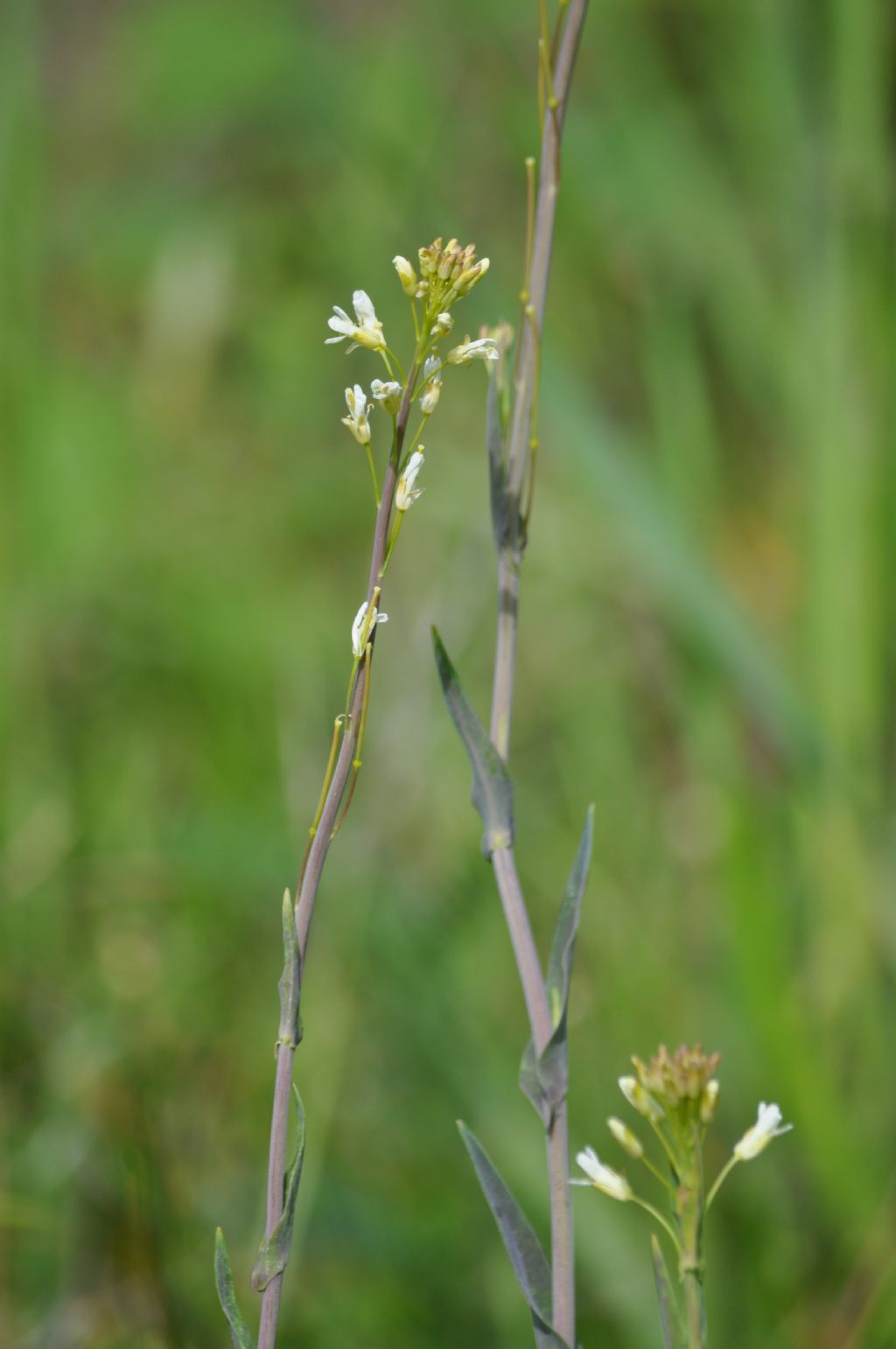 Turritis glabra / Arabetta glabrescente