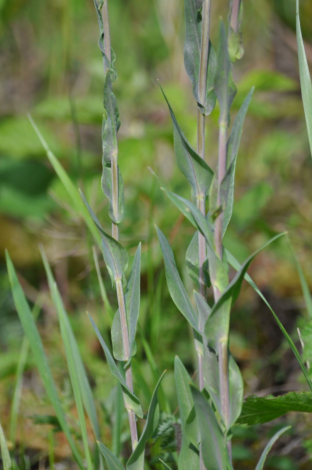 Turritis glabra / Arabetta glabrescente