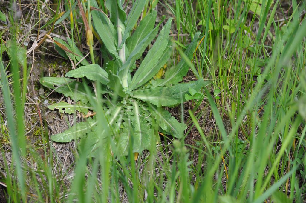 Turritis glabra / Arabetta glabrescente