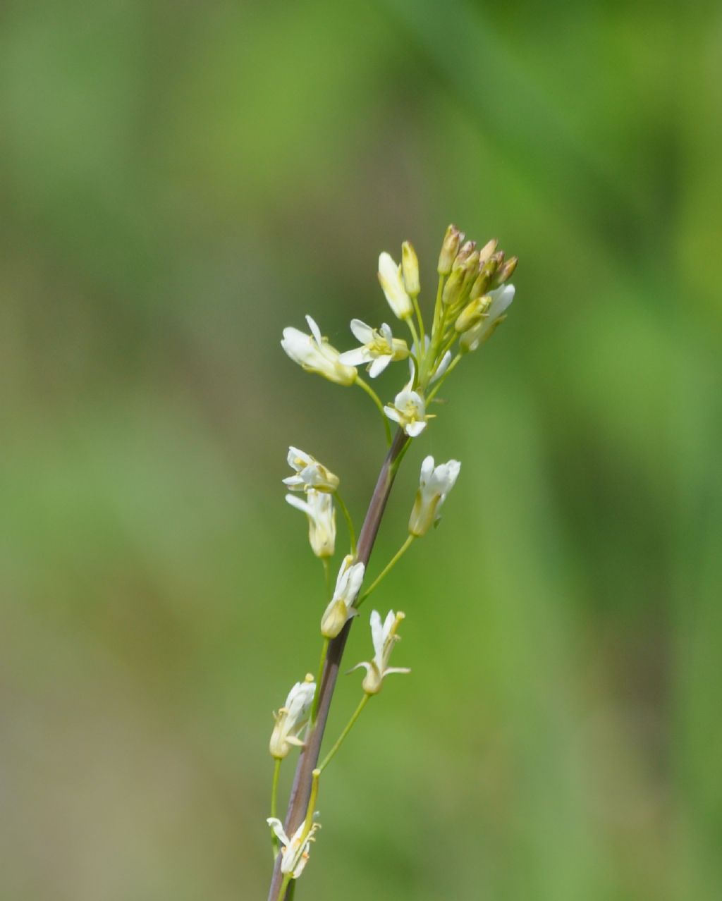 Turritis glabra / Arabetta glabrescente