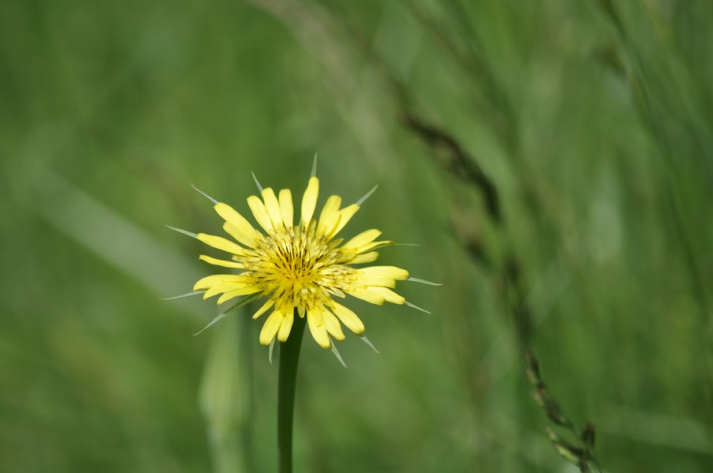 Tragopogon dubius / Barba di Becco a tromba