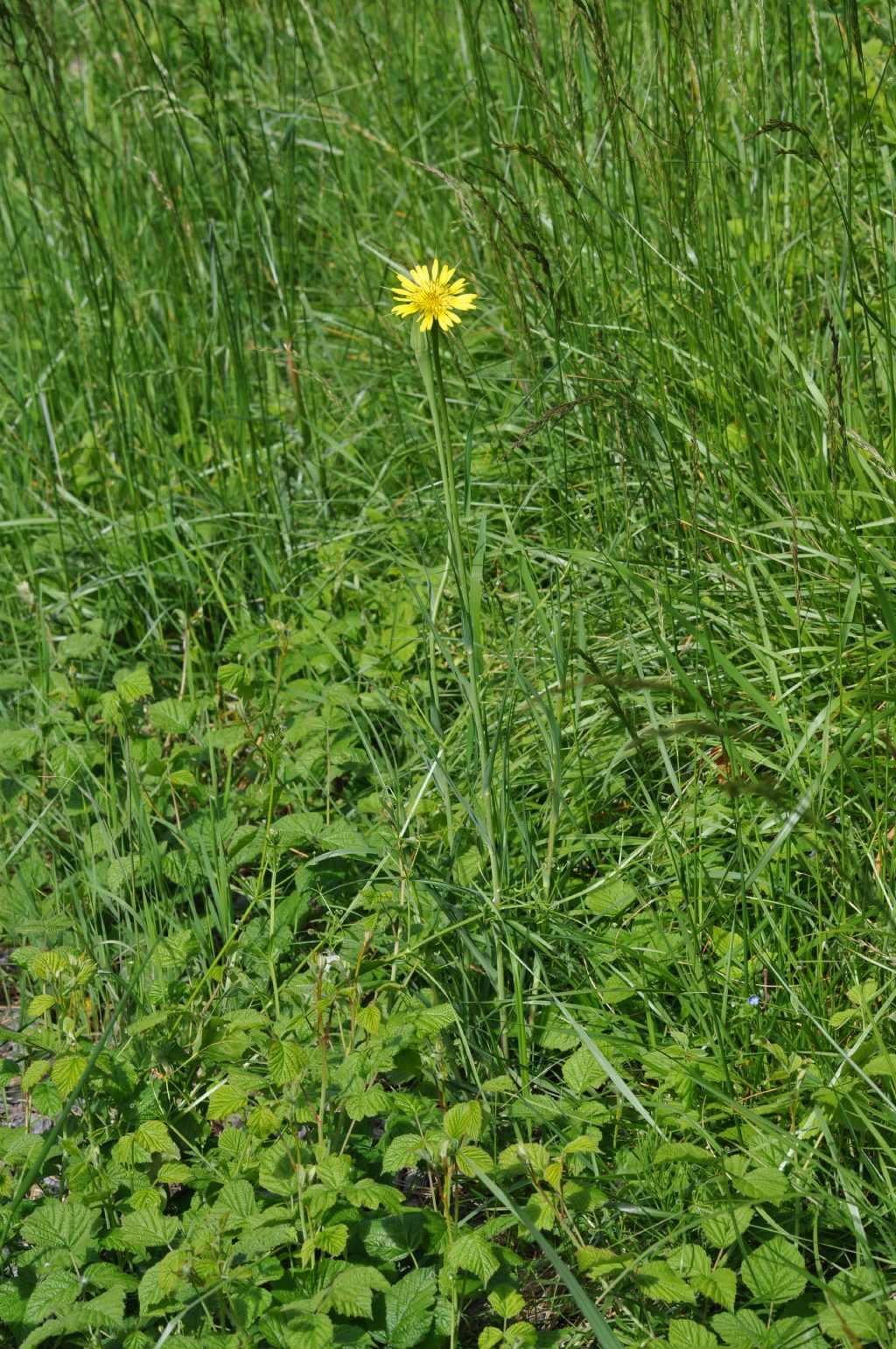 Tragopogon dubius / Barba di Becco a tromba