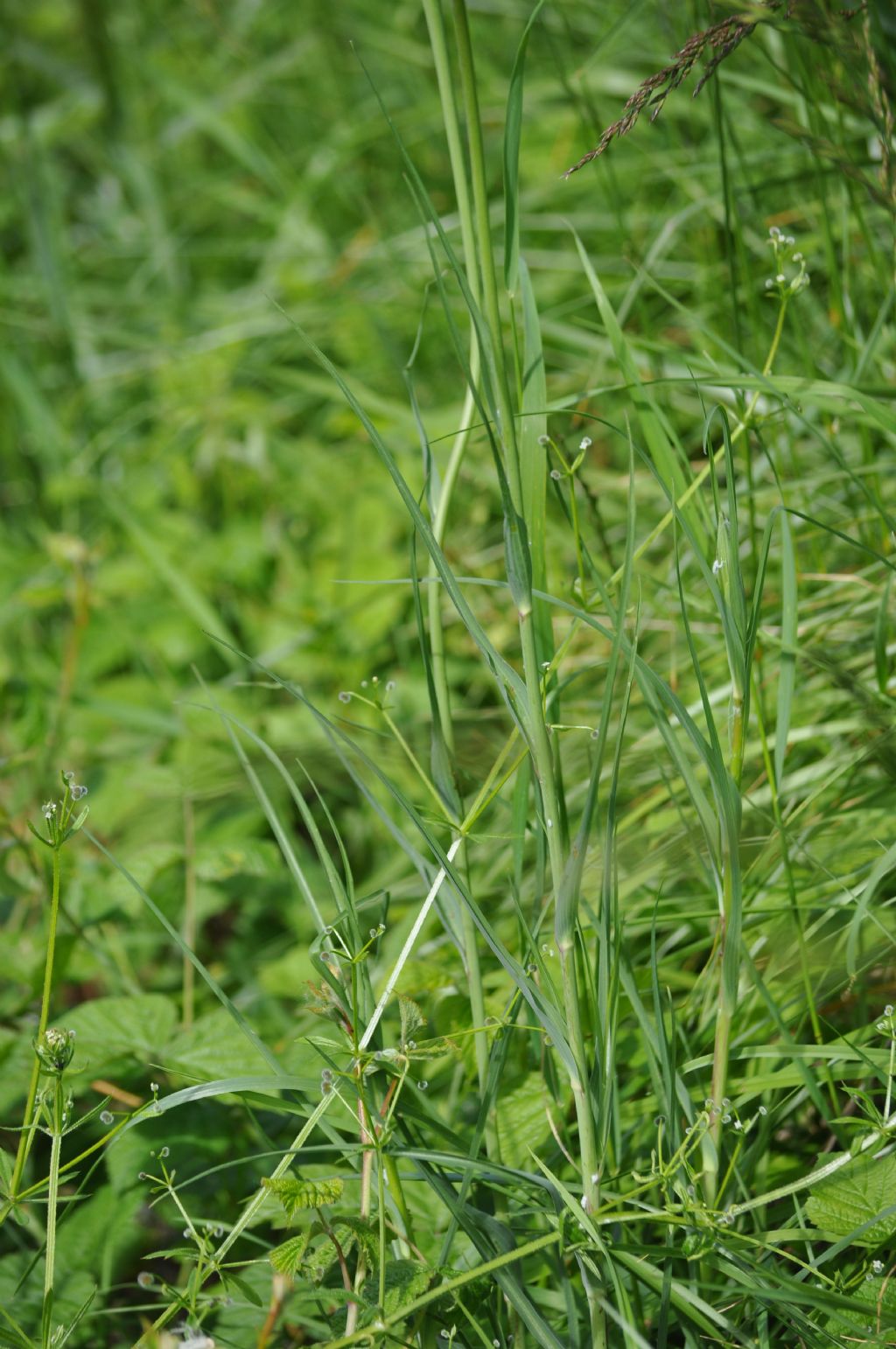 Tragopogon dubius / Barba di Becco a tromba