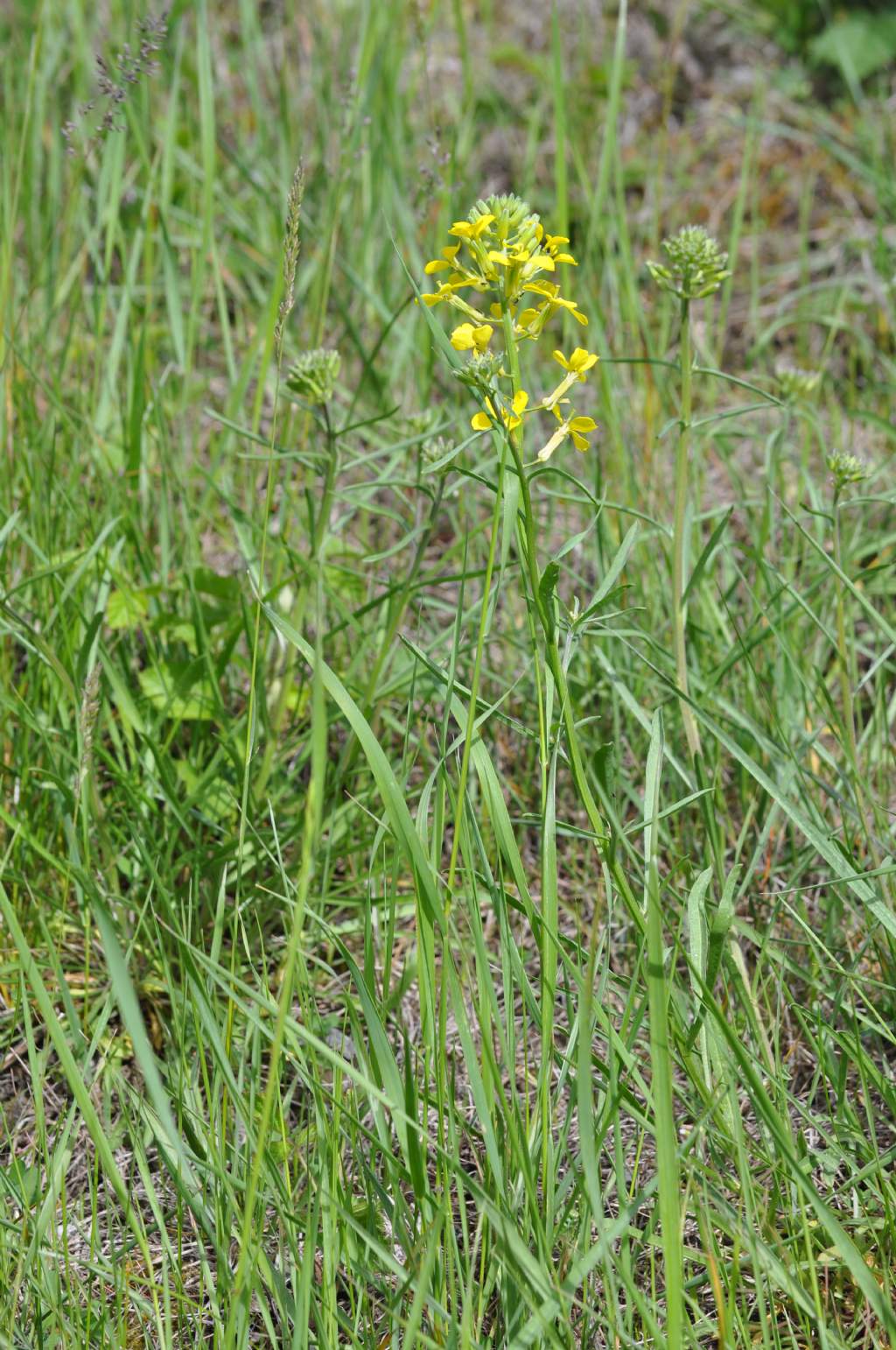 Erysimum sp. (Brassicaceae)