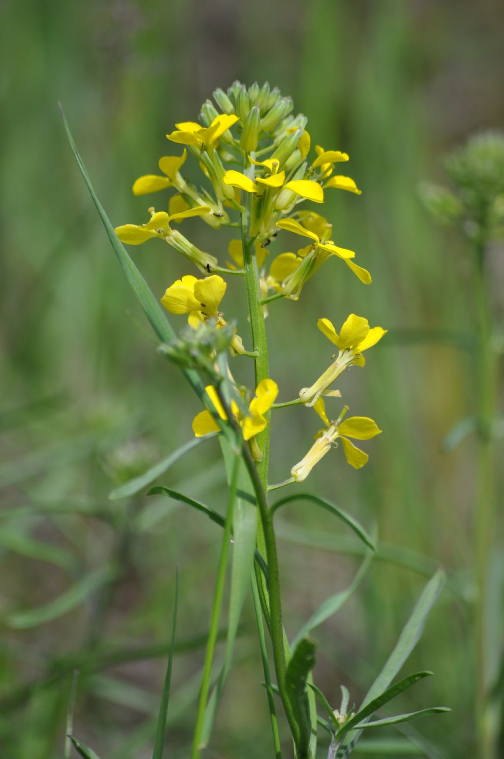 Erysimum sp. (Brassicaceae)