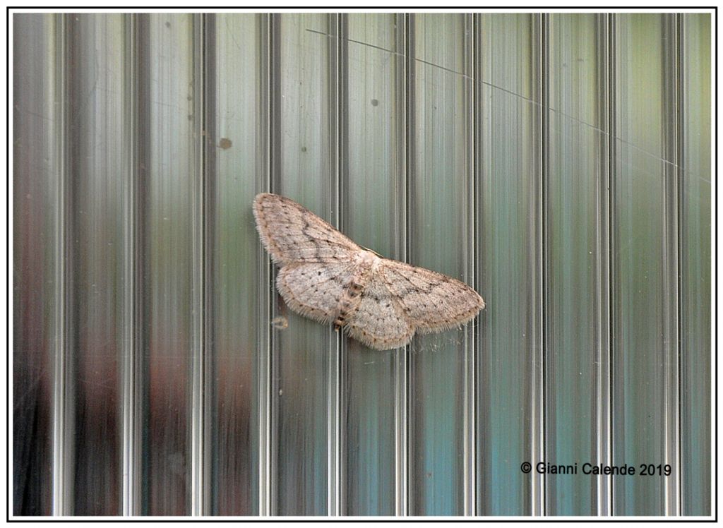 Idaea seriata (Geometridae)