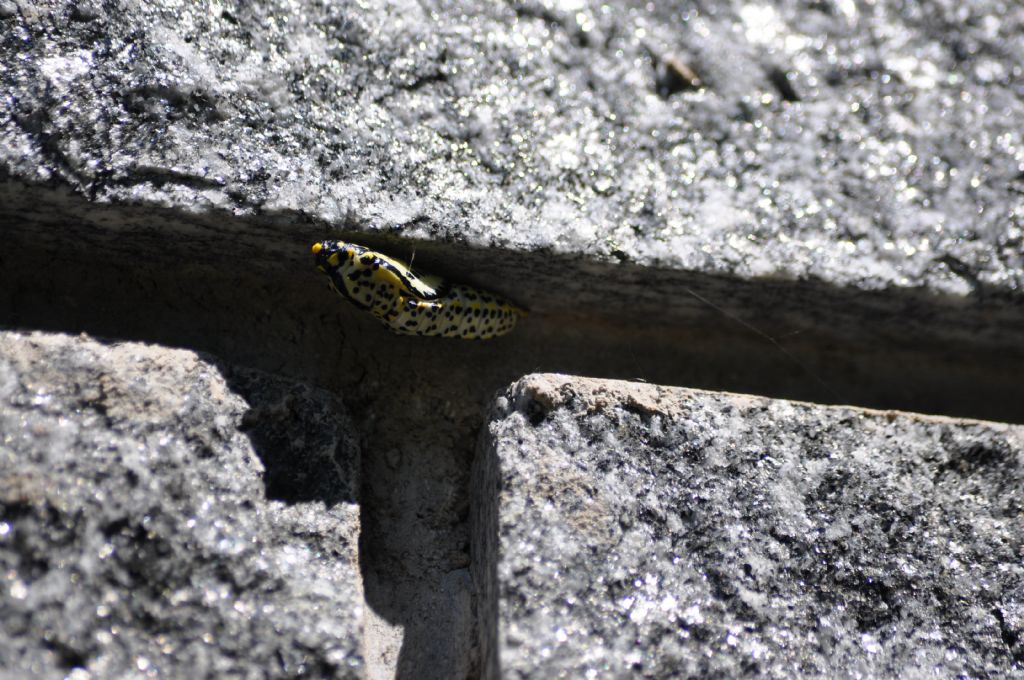 Crisalide di ?? Aporia crataegi - Pieridae