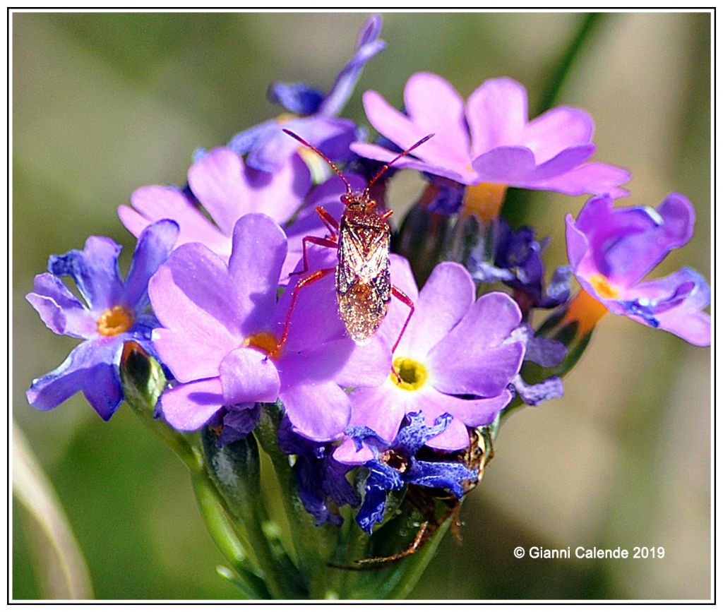 Rhopalidae: Rhopalus parumpunctatus