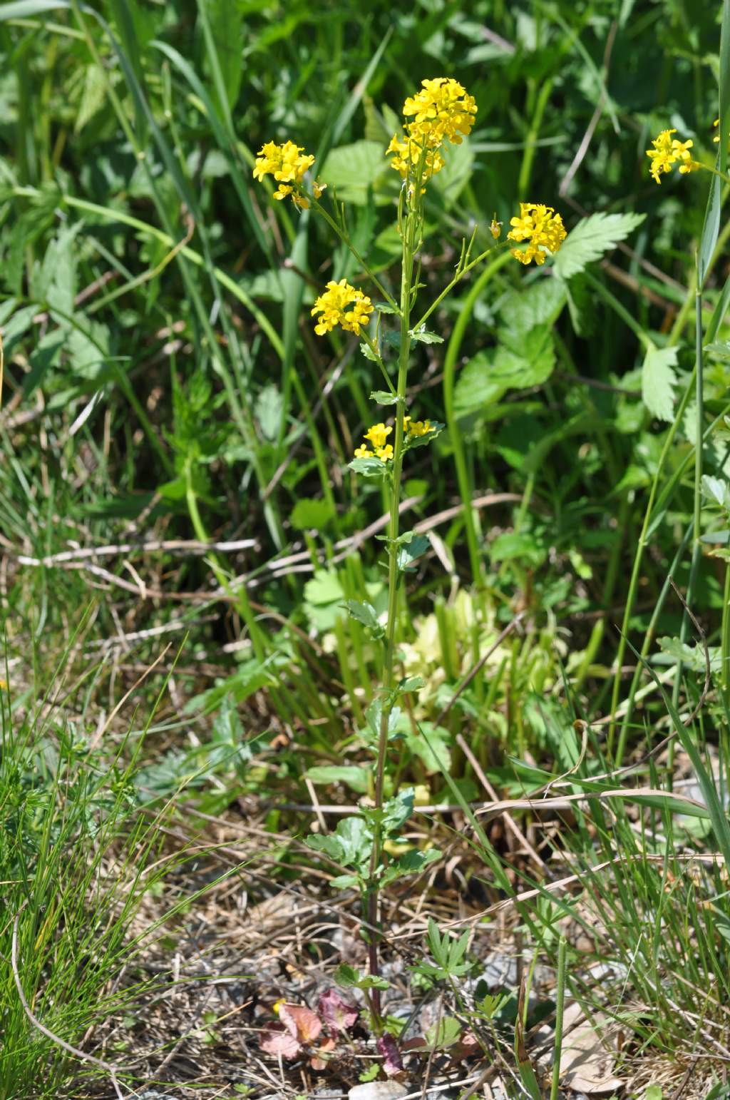 Barbarea vulgaris (Brassicaceae)