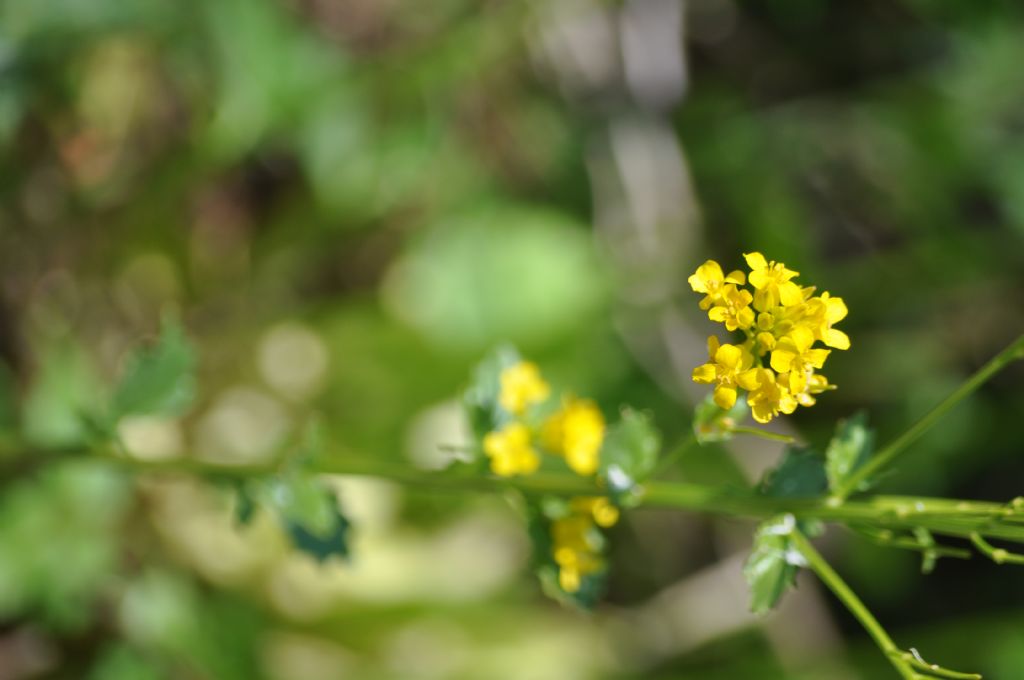 Barbarea vulgaris (Brassicaceae)