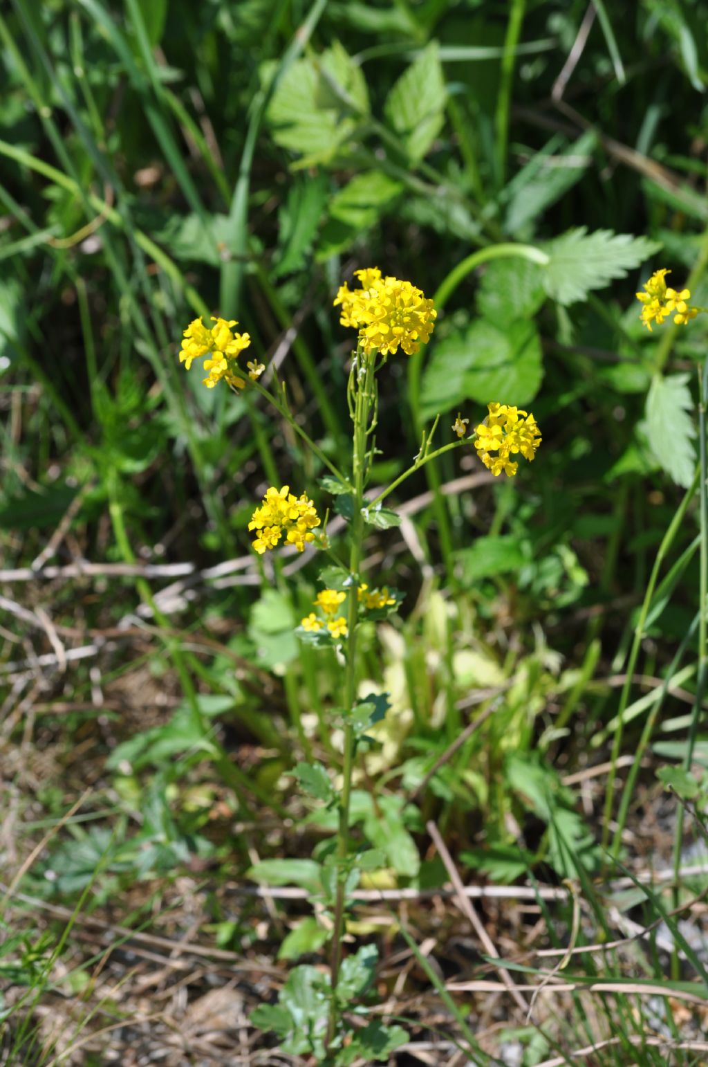 Barbarea vulgaris (Brassicaceae)