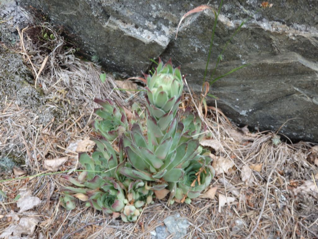 Sempervivum wulfenii? no, S. tectorum