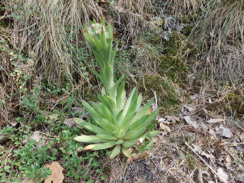 Sempervivum wulfenii? no, S. tectorum