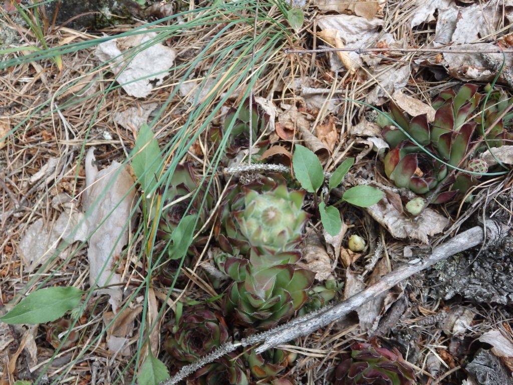 Sempervivum wulfenii? no, S. tectorum