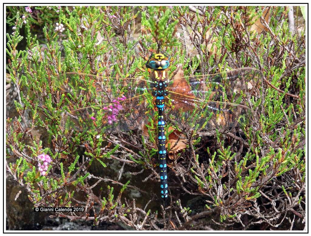 Libellula da id: Aeshna juncea