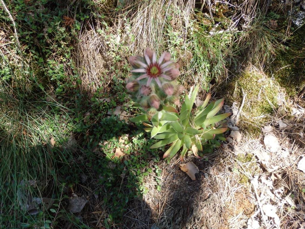 Sempervivum wulfenii? no, S. tectorum