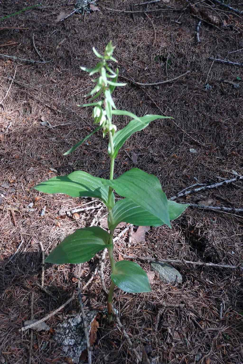 Epipactis leptochila?