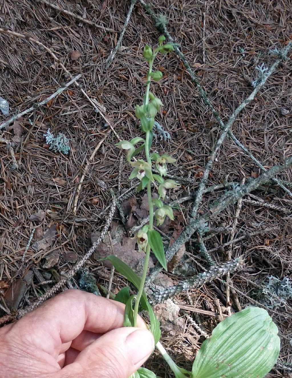 Epipactis leptochila?