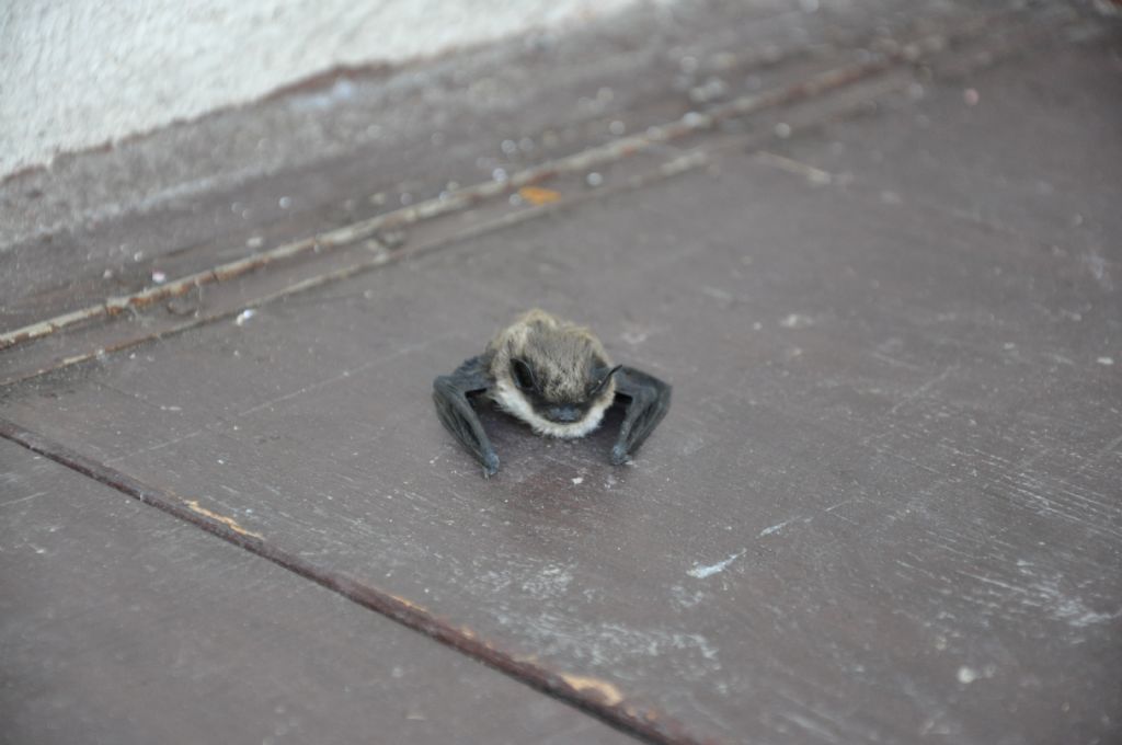 Eptesicus serotinus ?