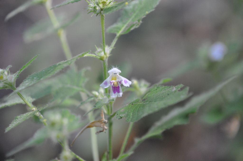 Galeopsis speciosa (Lamiaceae)