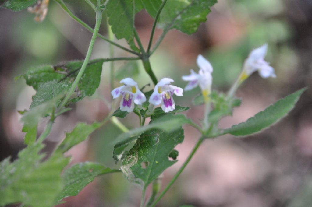 Galeopsis speciosa (Lamiaceae)