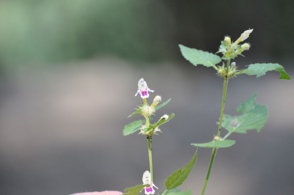 Galeopsis speciosa (Lamiaceae)