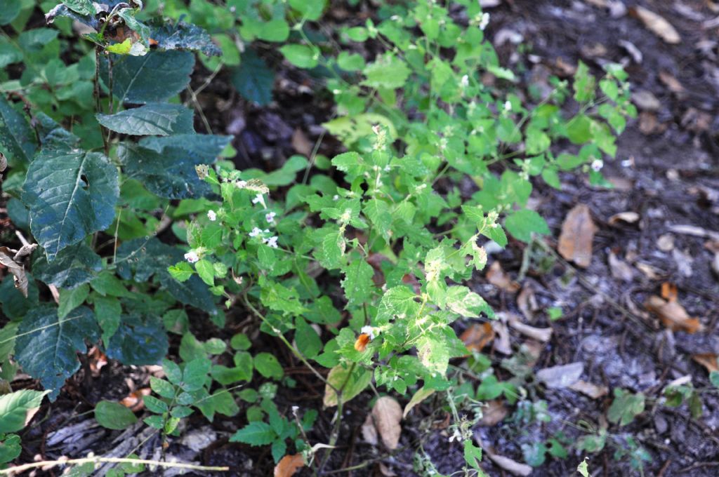 Galeopsis speciosa (Lamiaceae)