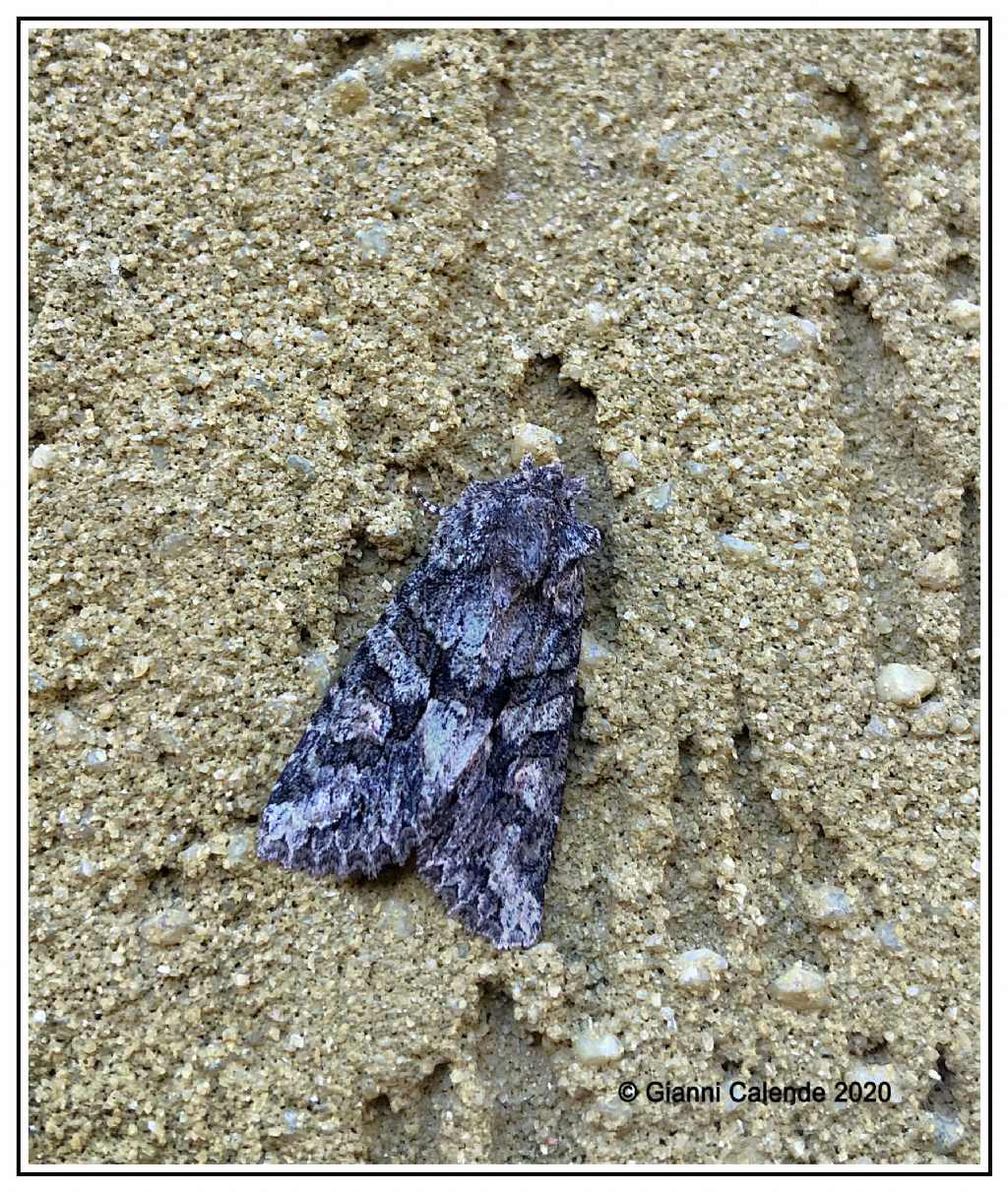 Dryobotodes eremita - Noctuidae