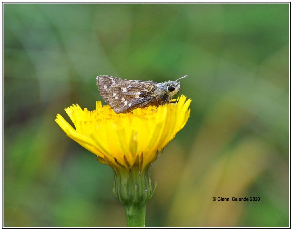 Pyrgus ?  No, Hesperia comma