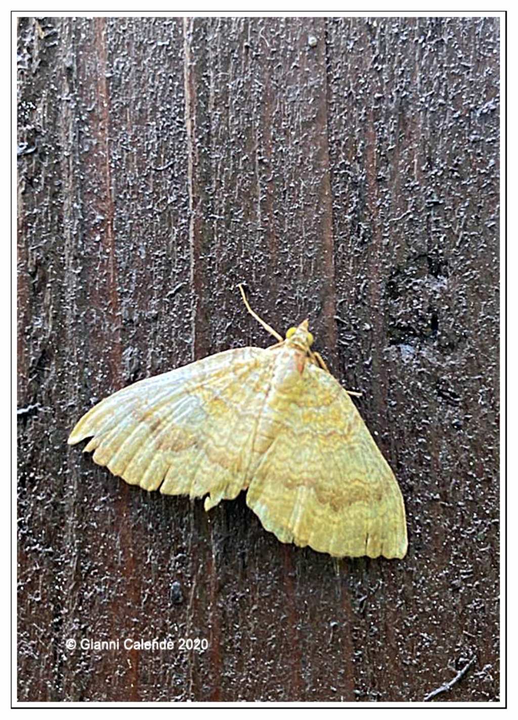 Camptogramma bilineata - Geometridae