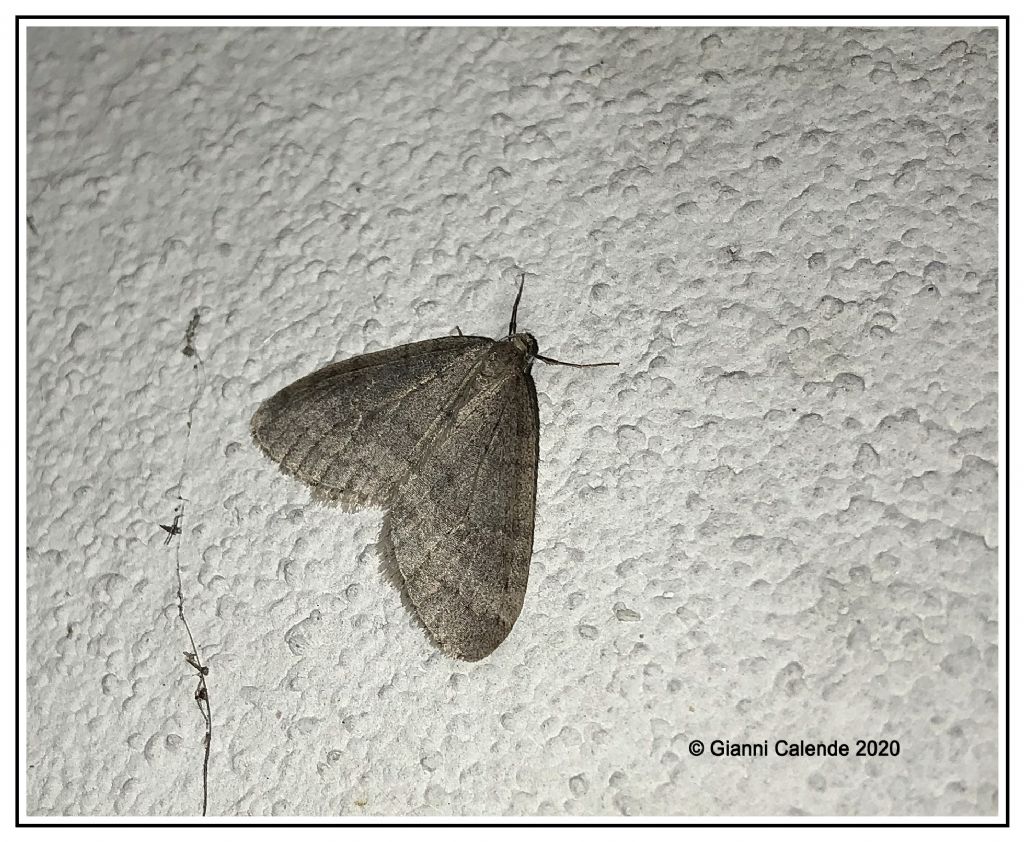 Geometridae: Operophtera sp.