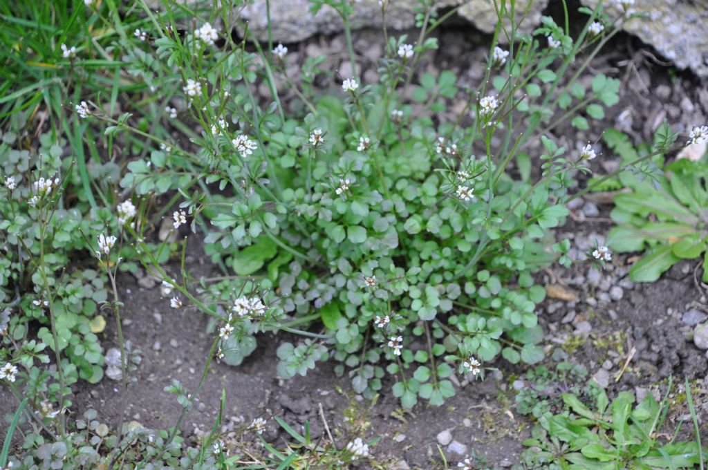 Cardamine hirsuta (Brassicaceae)