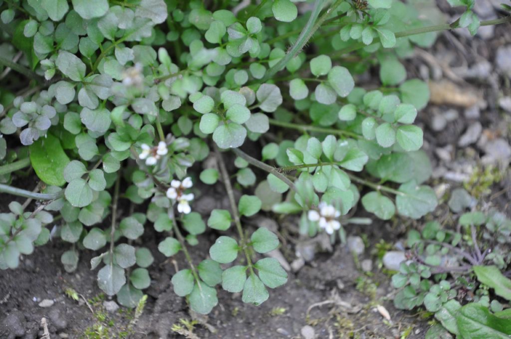 Cardamine hirsuta (Brassicaceae)