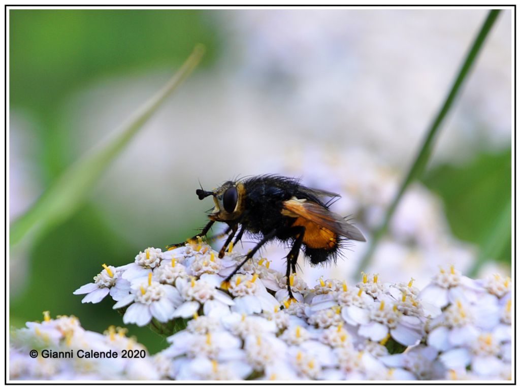 Tachina fera?