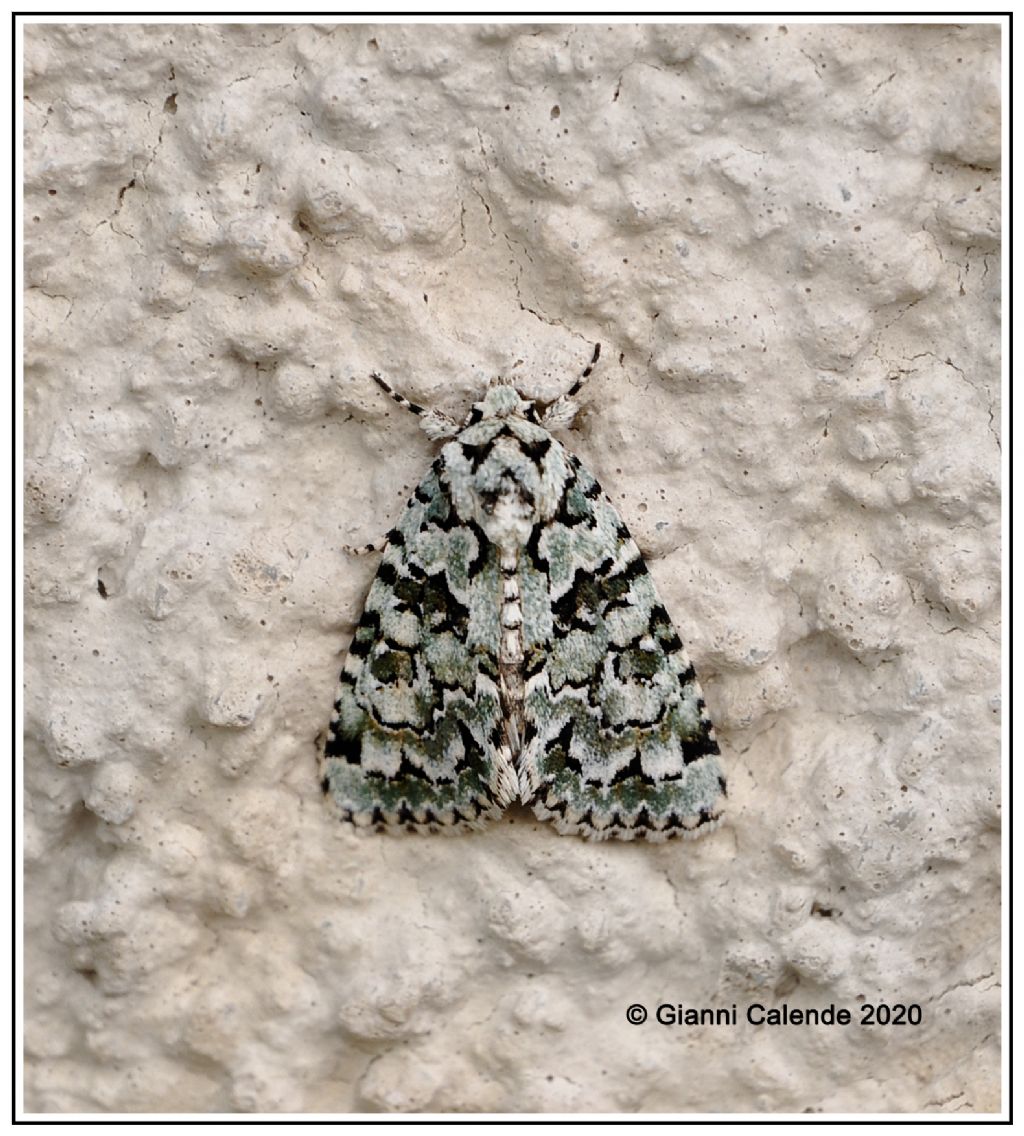 Piccola falena da Id - Nyctobrya muralis - Noctuidae